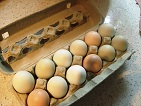 Wright County Egg Farm Center Of Egg Recall Controversy