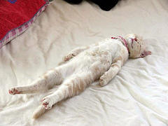 Low Back Pain Exercises