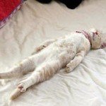 Low Back Pain Exercises