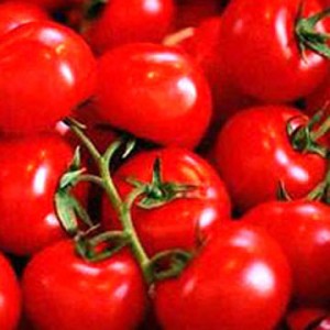 Hot Tips for Growing Tomatoes