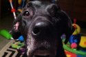 Remember The Dog Whose Last Day On Earth Broke Your Heart? You Haven’t Heard His Full Story Remember The Dog Whose Last Day On Earth Broke Your Heart? You Haven’t Heard His Full Story